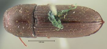 Media type: image;   Entomology 2361 Aspect: habitus dorsal view